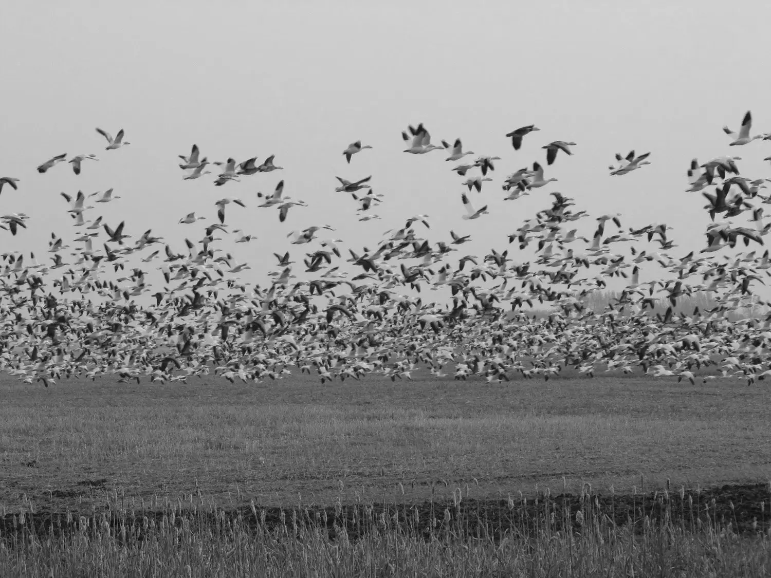 Canada goose bird hunting packages — Big Bend Outfitting – Big Bend Outfitting